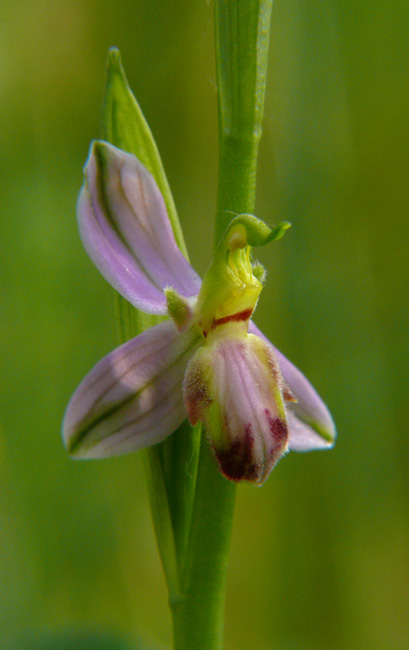 Ophrys apifera var. tilaventina